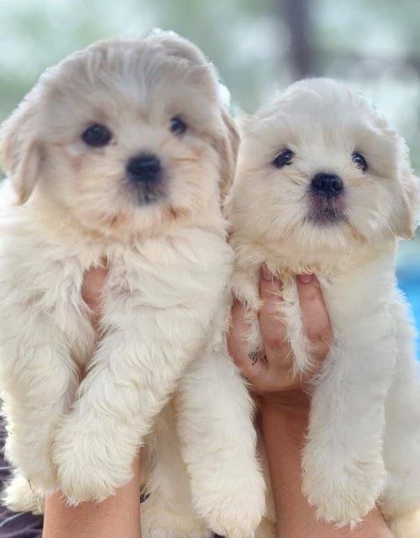 Order Female Maltese  Puppy from  India